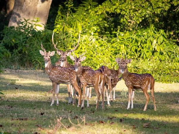 Spotted deer in the park