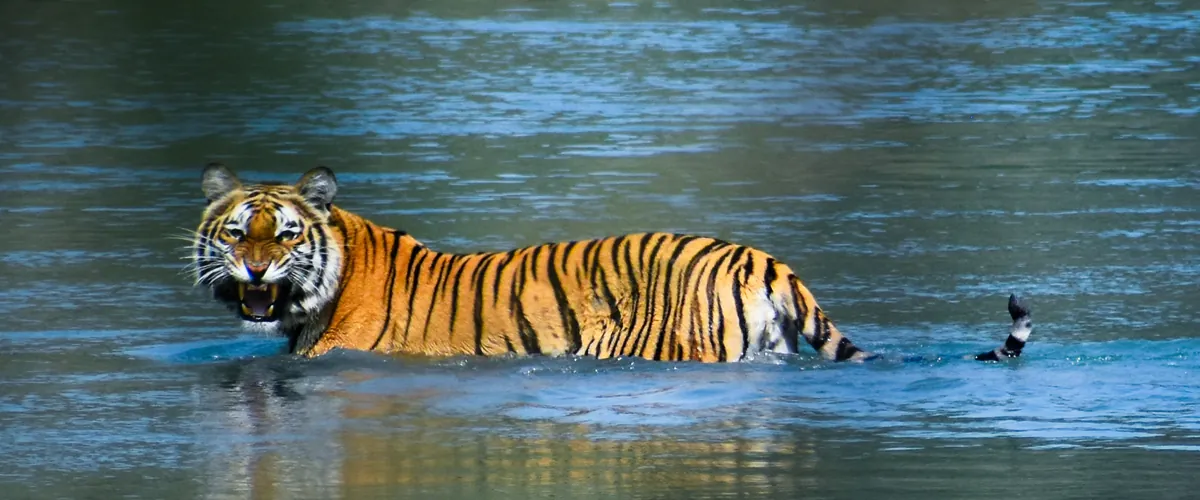 A Bengal tiger in Bardia National Park