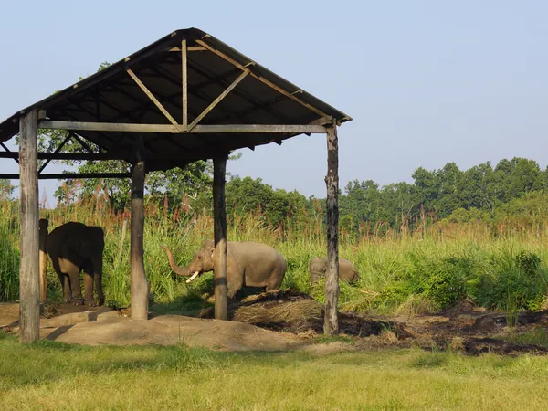 Elephants in their shelter, west of the park