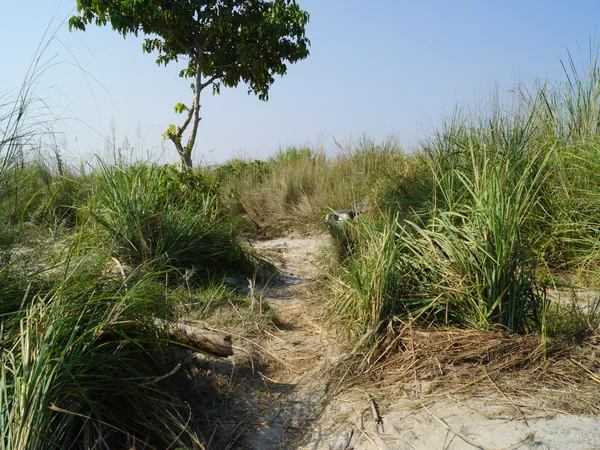 Elephant grass in Chitwan National Park