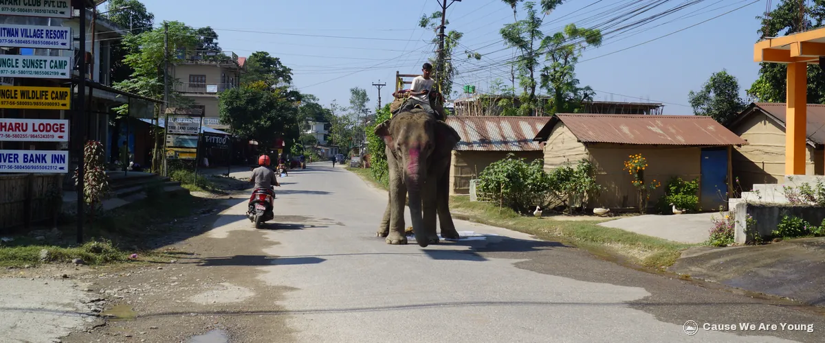 An elephant on the main street of Sauraha