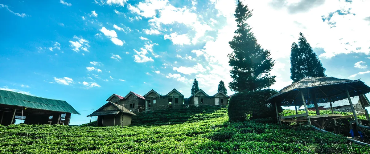 Tea garden in Ilam