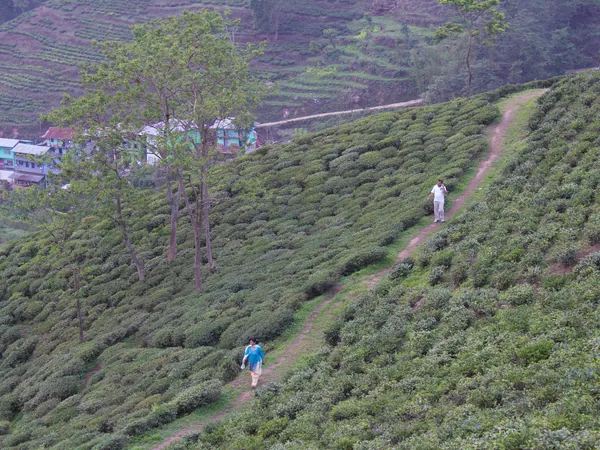 Path through the tea bushes at Love Danda