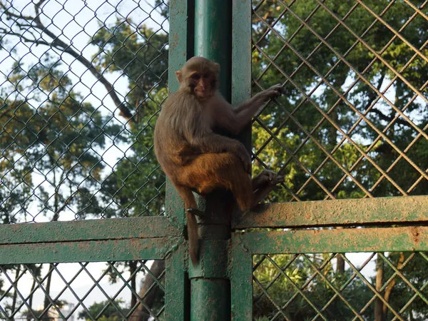 A monkey at Pashupatinath