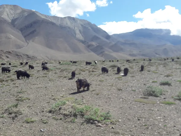 Herd on the plateau above Kagbeni