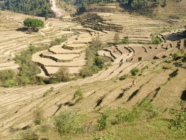 Terraced paddy fields around Tansen